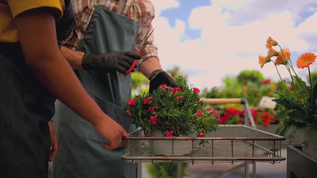 Two skilled gardeners in aprons collaborating at a nursery, one trimming a blooming potted plant with shears while the other holds it steady in a cart on a sunny day