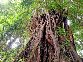 Big Banyan Tree and details, in close up growth in the nature