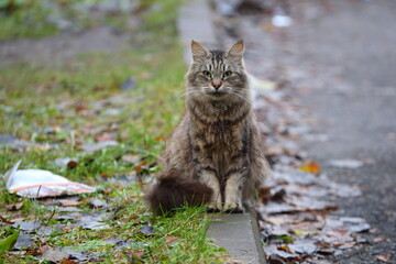 A gray fluffy cat sits on the curb between the asphalt and the lawn on an autumn day
