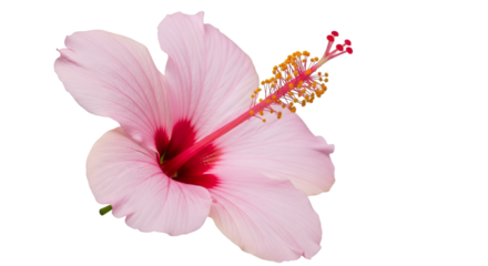 Pink Hibiscus Flower Isolated on Black Background tropical
