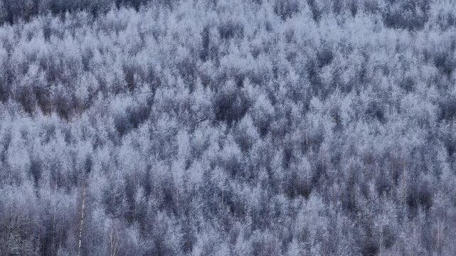 Aerial view of a dense forest with frost-covered trees in winter, forming a uniform, textured natural pattern in shades of grey and white.