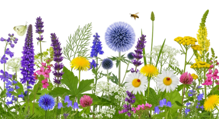 Diverse Wildflowers with Butterfly and Bee meadow nature