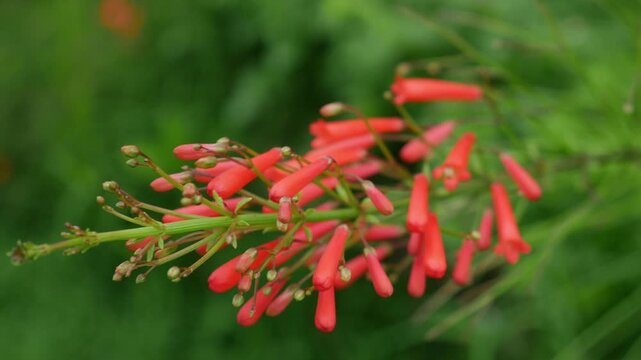 Red Russelia Equisetiformis Firecracker Plant Tubular Flowers Blooming on Green Background Bokeh