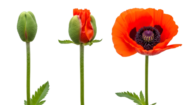Poppy Flower Growth Stages graphic design