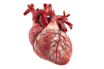 Realistic human heart anatomy isolated on transparent background