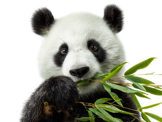 Naklejka premium Giant panda eating bamboo isolated on transparent background
