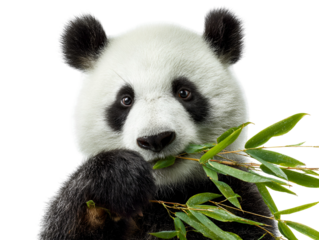 Giant panda eating bamboo isolated on transparent background