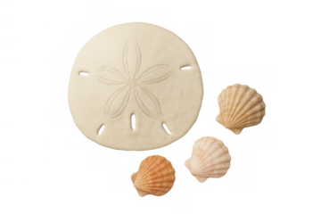 Sand dollar and scallop seashells on transparent background for beach, ocean, and summer concepts