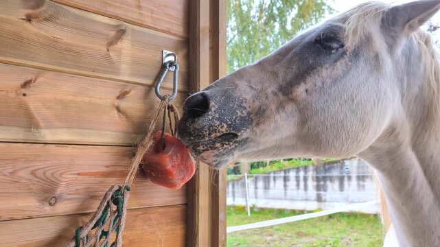 Horse licking a himalayan salt lick on Stable Paddock. Rural farmland scenery . Source of salt and minerals for the horses diet.