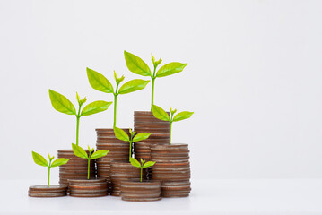 coin stack money saving concept. green leaf plant growth on rows of coin on white background. money matters tips to investment and business financial banking for Financial Wellness.money management.