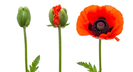 Obraz premium Three Stages of Poppy Flower Growth on Black Background