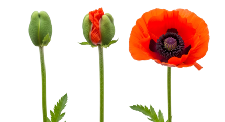 Three Stages of Poppy Flower Growth on Black Background