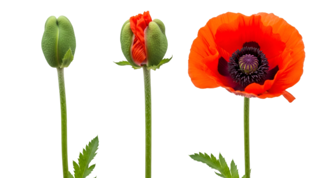 Three Stages of Poppy Flower Growth on Black Background