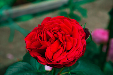 Red rose in the summer garden. A delicate purple rose on a green background	