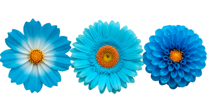 Three Vibrant Blue Flowers on Black Background gerbera