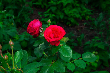 Red rose in the summer garden. A delicate purple rose on a green background