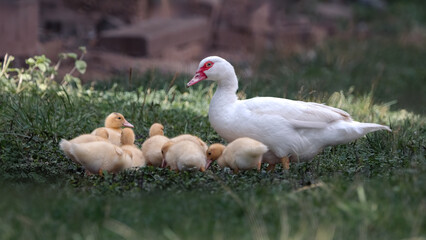 A Muscovy Duck (Cairina Moschata) With Its Chicks