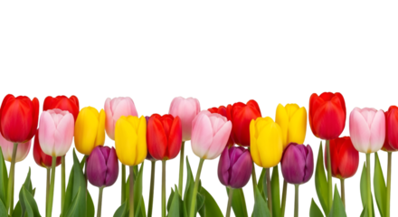 Row of Colorful Tulips on Black Background flowers