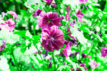 mallow flower in the garden. the concept of growing medicinal plants.