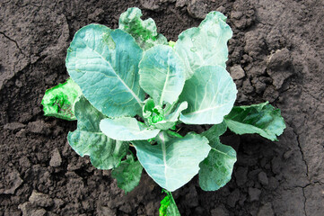 young green cabbage in the garden. green vegetable in the garden.cabbage cultivation concept	
