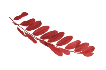 Red acacia leaf isolated on transparent background. Autumn botanical element for seasonal design, fall decor and warm nature themes.