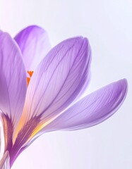 Fototapeta premium Safran flower