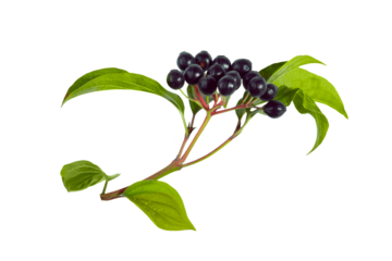 Cornus sanguinea dogwood branch with dark purple berries and green leaves isolated on transparent background. Natural botanical element for autumn themes, herbal compositions organic design projects.