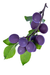 Fresh ripe blue purple, violet plums on branch with green leaves isolated on transparent background. Perfect for organic food, healthy diet, garden harvest and natural fruit design concepts.