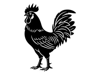 rooster isolated on white background