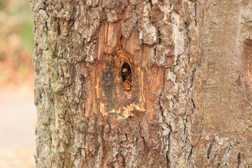 Hornissen in einem Loch in einem Baumstamm