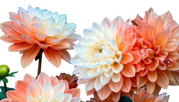 Close-up of layered flowers, a gradient of pink, peach, and white against a black background