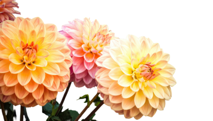 Close-up of vibrant, multi-colored dahlia blooms isolated against a stark black backdrop