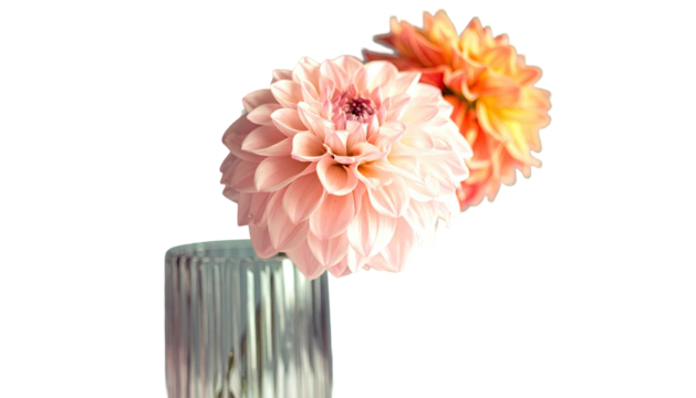 Two colorful, round dahlias sit delicately inside a fluted glass vase, with a black background