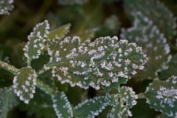 Eiskristalle auf einer Katzenminze bei Frost
