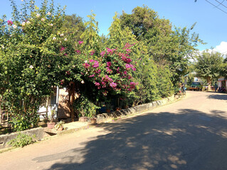 Idyllic Street in a Rural Area with Lush Green Vegetation