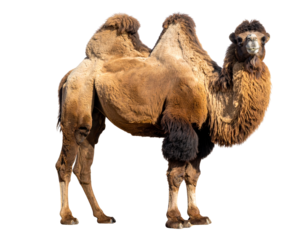 Woolly Bactrian Camel Standing in Full Body View, Two Humps Visible, Isolated on Transparent Background