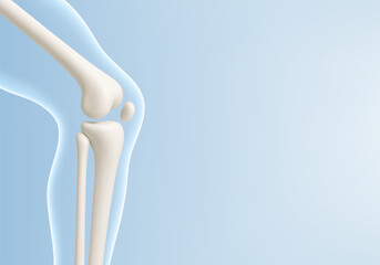 Leg bone in the transparent human body. Educational medical illustration of leg bones and knee. Biological and medical concept. Vector illustration