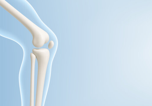 Leg bone in the transparent human body. Educational medical illustration of leg bones and knee. Biological and medical concept. Vector illustration