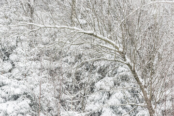 Snow covered forest in Sweden creates a peaceful winter landscape with serene trees and thick snow blankets