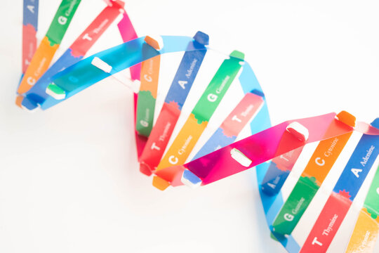 DNA molecule spiral structure model isolated on white background, chromosome and gene chemical science biology.