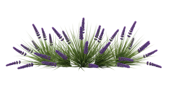 Fragrant lavender bush in full bloom, perfect for adding a touch of Provence to any garden design project