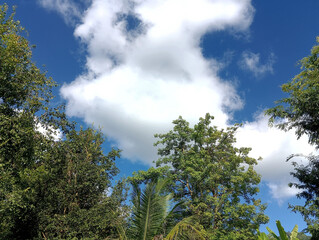 Fototapeta premium Looking Upwards at Fluffy White Clouds and Green Trees on Sunny Day