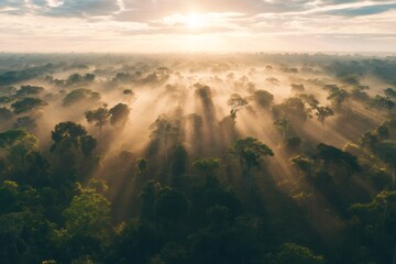 Dense tropical forest canopy bathed in golden sunlight and atmospheric mist during sunrise, highlighting nature and environment