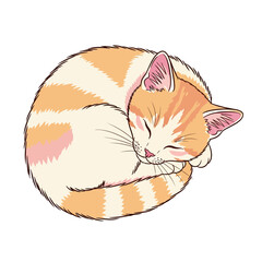 Sleeping cat curled up in a ball, orange and white.