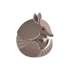 Armadillo curled up in a defensive ball position.