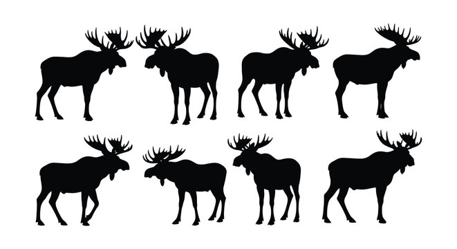Silhouettes of majestic moose a collection of varying poses and viewpoints
