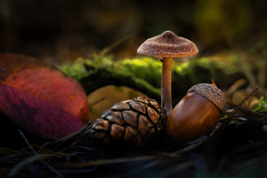 Pilz mit Tannenzapfen und Eichel