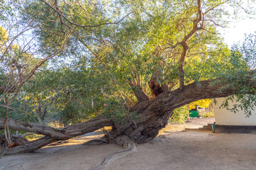 700-year-old willow (the oldest tree) in the Altyn-Emel (or Altyn Emel) national park. Zhetysu region, Kazakhstan. © Anton Buymov