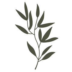 Multi Branched Botanical Stem on Transparent Background