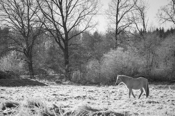 Wei&szlig;es Pferd in Schneelandschaft